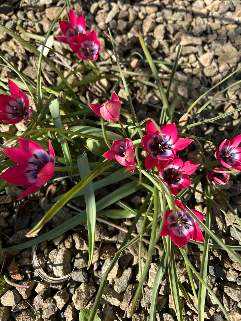 Small deep pink tulips have opened in the sun to show a pale pink and purple inner.