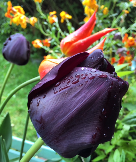 A glossy deep purple black tulip with raindrops on with orange tulips and amber wallflowers behind.