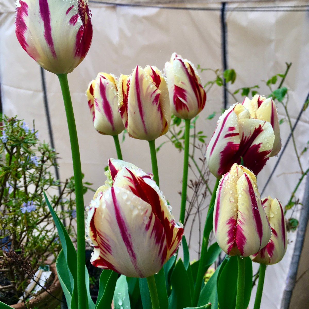 The flamboyant joy of&nbsp;tulips