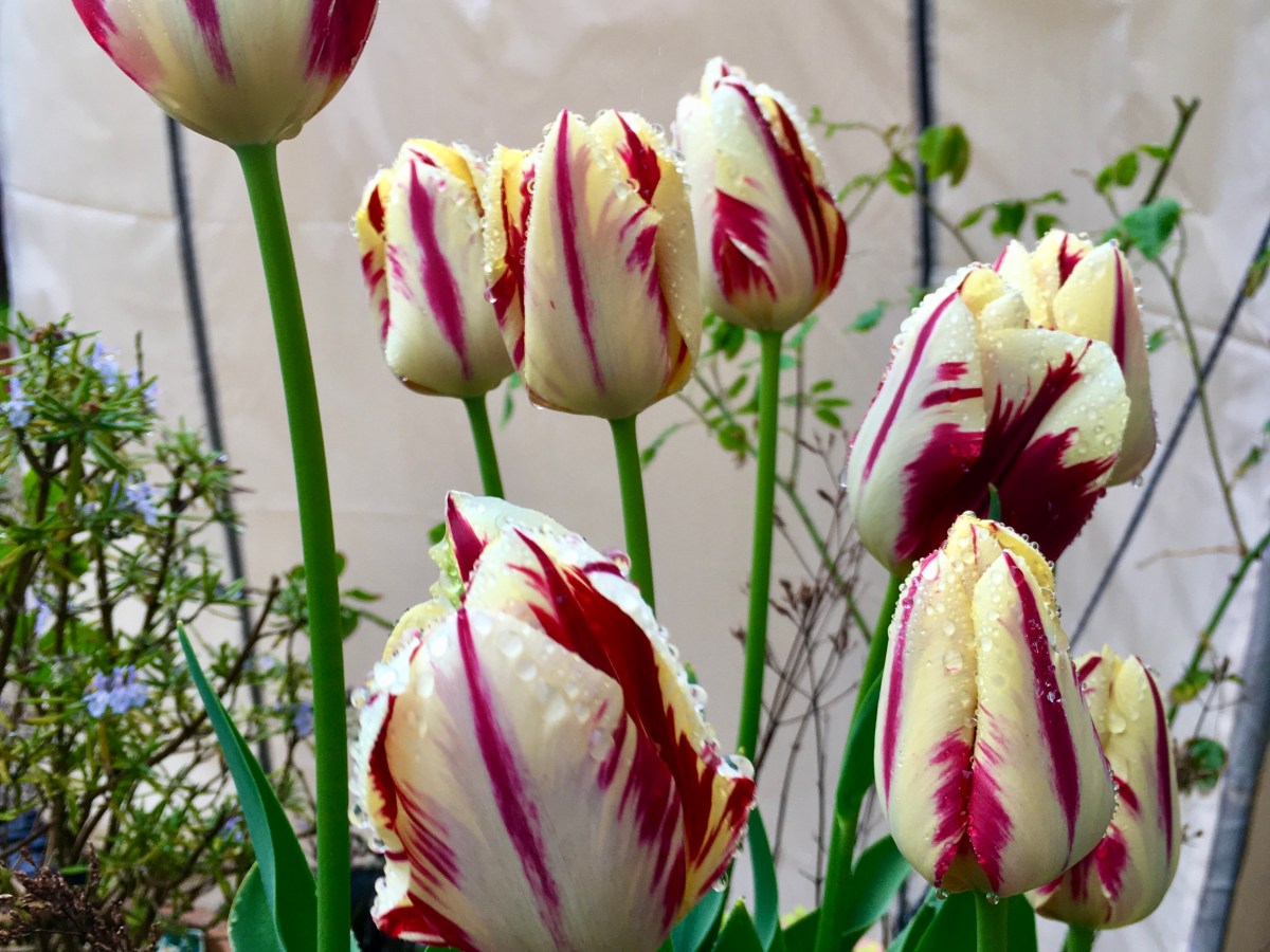 The flamboyant joy of&nbsp;tulips